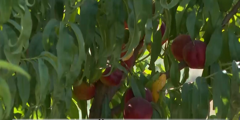 Жамбылский фермер начал культивировать особый сорт персика