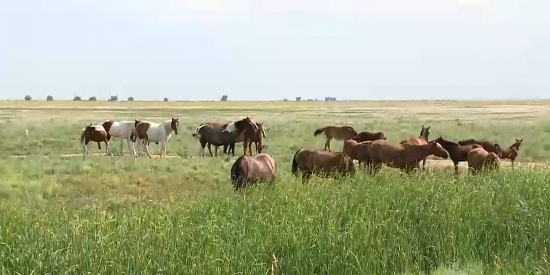 В ЗКО клещи атакуют крупнорогатый скот