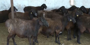 Тонны овечьей шерсти вынуждены сжигать фермеры в Туркестанской области