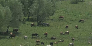 Негде пасти скот жителям села Белокаменки