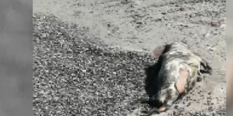 На побережье Каспия обнаружено 15 мертвых тюленей