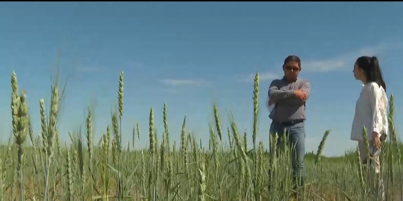 Аграриям Кызылординской области не хватает поливной воды