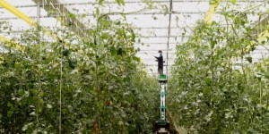 «Умная» теплица для выращивания овощей и фруктов появится в Казахстане