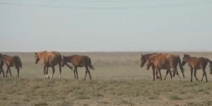 Уральские аграрии не могут прокормить скот