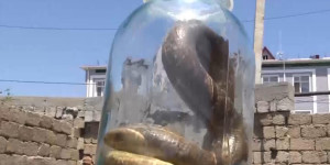 В Шымкенте увеличилось количество змей