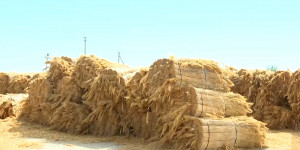 Кызылординская область экспортировала 25 тыс. тонн сельхозпродукции