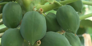 Тропические фрукты научились выращивать аграрии Туркестанской области