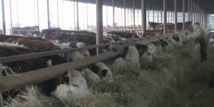 Фермеры ЗКО против изменений в правилах субсидирования животноводства