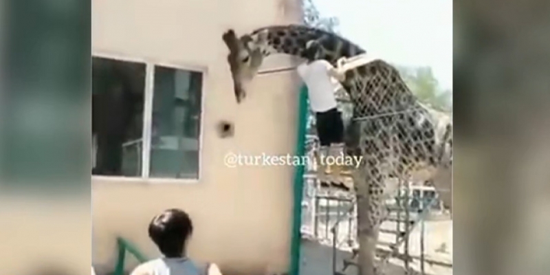 В Шымкенте посетитель зоопарка оседлал жирафа