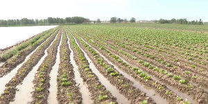 Аграрии Шымкента отдали больше 10 тысяч гектаров под зерновые культуры