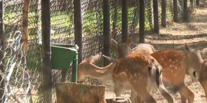 На корм для животных зоопарку Шымкента выделено 309 млн тенге