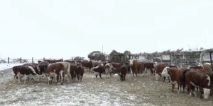На павлодарских фермах успешно разводят высокопородный скот
