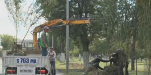 Павлодарцы собирают подписи против массовой вырубки деревьев