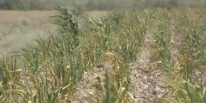 Из-за засухи фермеры Алматинской области теряют урожай