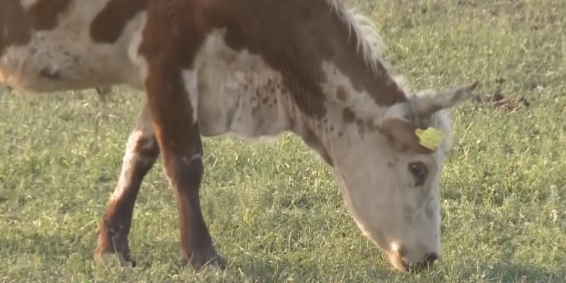 Выявлены новые случаи заражения домашнего скота бруцеллёзом в Наурзумском районе