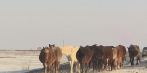 Скотокрады стали настоящей угрозой для восточноказахстанцев
