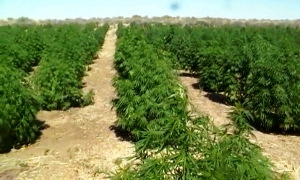 В Кызылординской области найдена крупная плантация марихуаны