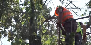 В Алматы продолжается вырубка аварийных деревьев