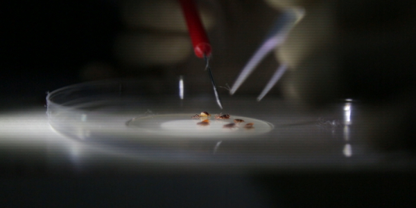 &laquo;Спасаем жизни&raquo;. Клещи - переносчики опасных вирусов