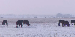 В Казахстане с начала года задержали больше одной тысячи скотокрадов