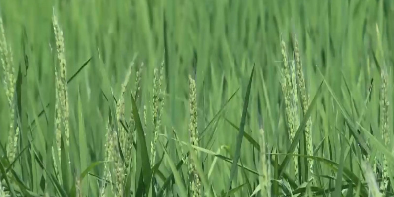 Себестоимость риса повысилась: меры господдержки и сельхозпредприятий