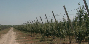 Жара и засуха повлияли на урожай яблок на юге страны