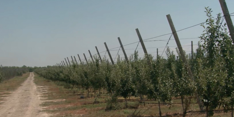 Жара и засуха повлияли на урожай яблок на юге страны