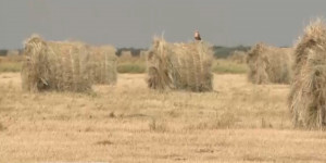 Из-за засухи в Костанайской области наблюдается низкий урожай сена