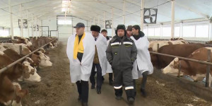 Штаб Дайрабаева посетил молочно-товарную ферму в СКО