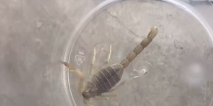 Жители Шымкента страдают от укусов скорпионов