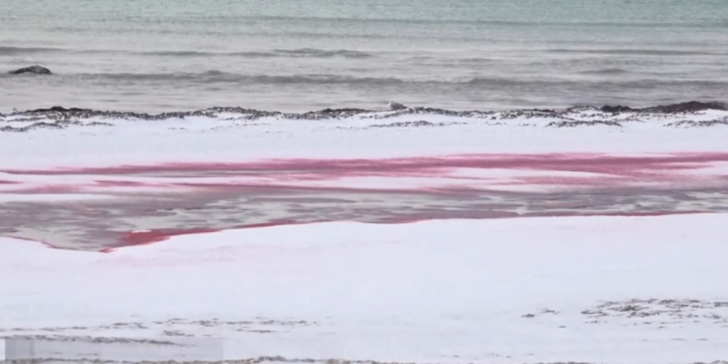 «Кровавое» море: Экологи рассказали, почему Каспий стал красным