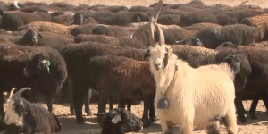 Переработка животноводческой продукции в Казахстане проблематична