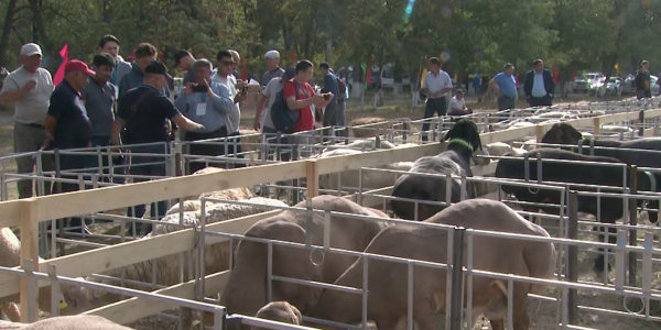 Казахстанские овцеводы несут убытки из-за резкого падения спроса и цен на шерсть