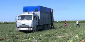 Фермеры Кызылординской области приступили к уборке урожая