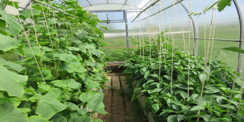 Рекордный урожай огурцов и томатов ожидают в женской колонии СКО