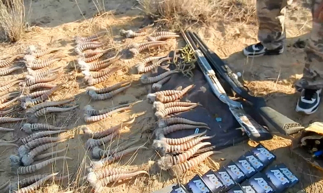 В Актюбинской области обнаружено около сотни свежеспиленных рогов сайги