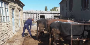 От неизвестной болезни погибло 5 голов скота в селе Майтобе