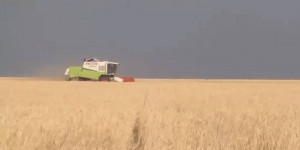 Казахстанские аграрии рискуют потерять урожай
