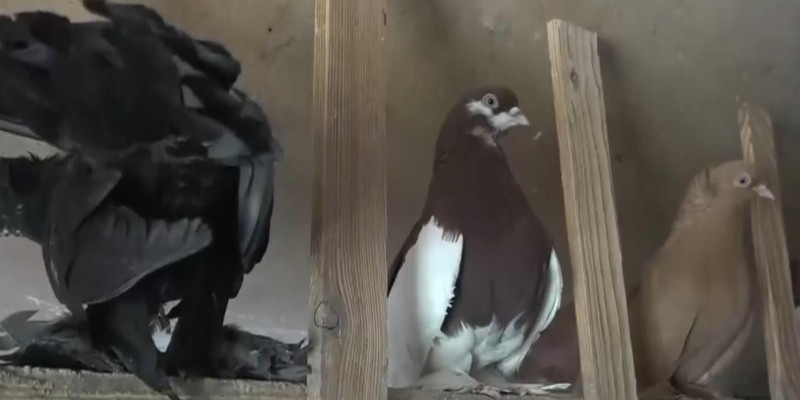 Исчезающее хобби: житель Уральска разводит голубей