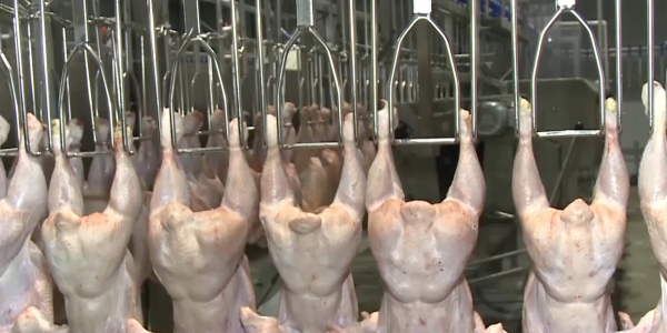 Tauyk etinin tapshylygy 