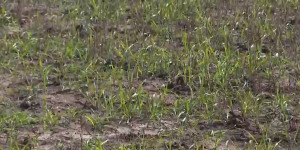 70 тыс. гектаров посевов уничтожили сайгаки в Акмолинской области