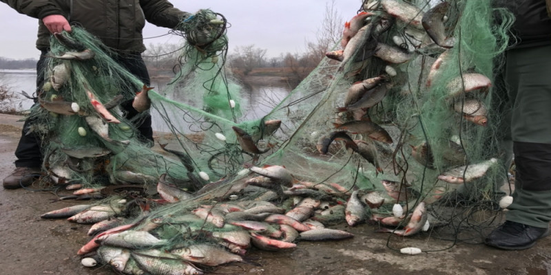 У браконьеров изъяли больше двух тонн рыбы в Атырауской области