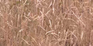 Из-за погодных условий казахстанские фермеры не могут собрать урожай зерновых
