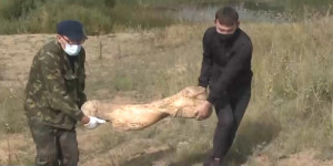 Огромную кость мамонта нашел житель села по пути на рыбалку