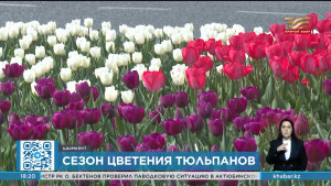 Сезон цветения тюльпанов наступил в Шымкенте
