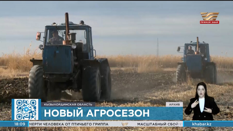 В Кызылординской области сократят площади посева риса