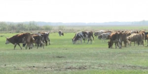 В правдивость наличия бруцеллеза не верят владельцы скота в Костанайской области