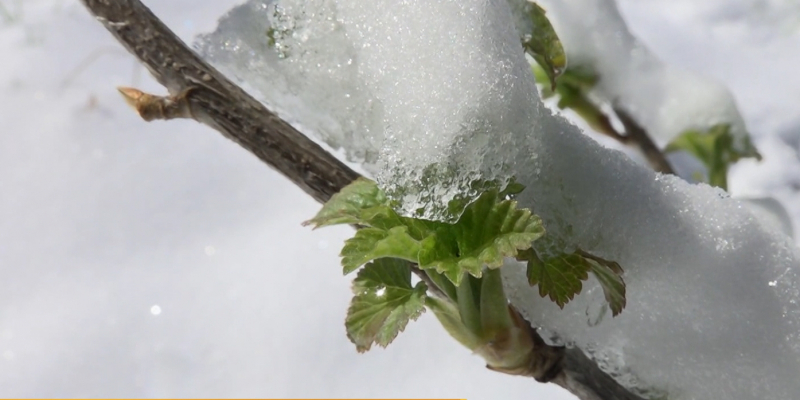 Павлодарские садоводы-любители встревожены из-за заморозков