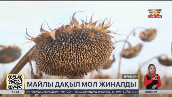 Шығыс Қазақстанда биыл әр гектардан19 центнерден күнбағыс жиналды
