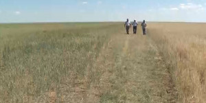 Умеренная засуха ожидается в четырех районах Казахстана